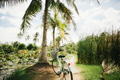 Coconut trees near the blue beach cruiser bike
